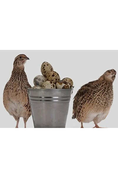 Bıldırcın Çiftliği Bıldırcın yumurtası 12 adet güvenli kargo günlük yumurta