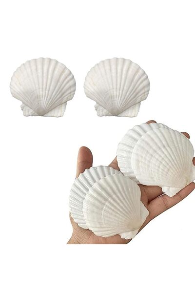 JZS 6 قطع من أصداف البحر، 9-12 سم، مصنوعة من الصدف الأبيض للحرف اليدوية