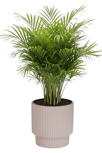 SERİNOVA VEGA Saksı