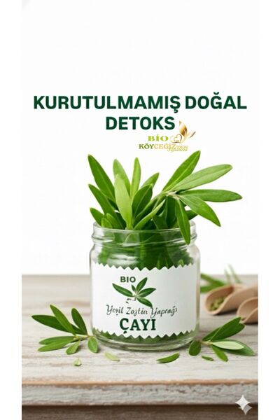 BİO KÖYCEĞİZDEN SOFRANIZA Yaş Yeşil Zeytin Yaprağı Çayı – Kurutulmamış Doğal ...