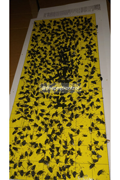 ucon EFT TRAP, sinek tutucu yapışkan (Sinek Cihazı için yapışkan plaka), sinek yapışkanı 1 ADET