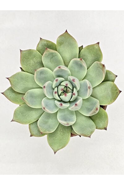 DOĞA BAHÇESİ Echeveria Chiuahuensis Büyük Boy Özel Tür Sukulent 9 cm Saksılı