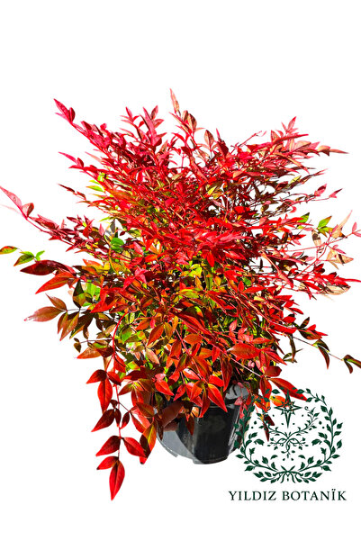 YILDIZ BOTANİK Nandina Seika Renk Değiştiren Cennet Bambusu Nandina Obsession Seika 35-40 CM