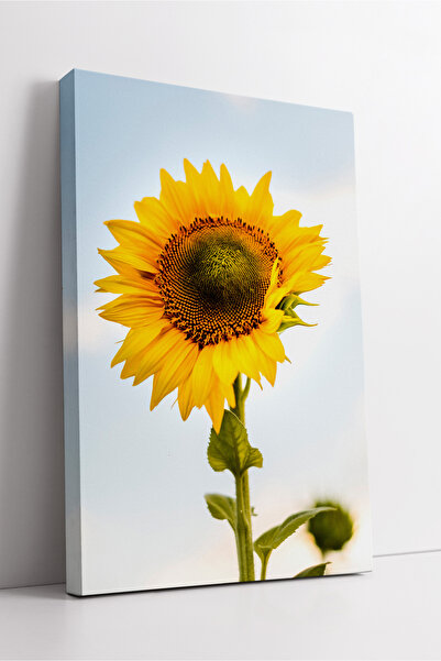 KOSS Dijital Un singur floarea-soarelui, tematică naturală minimă, decor mode...