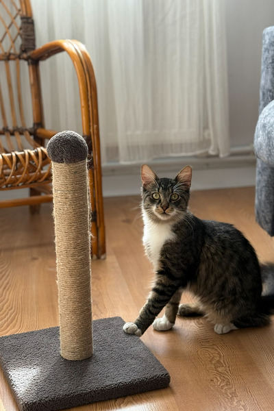 MOOD PAW Cat Scratching Post 42 cm – 30X30 Base Natural Sisal Rope Strong Body Prevents Furniture Scratching