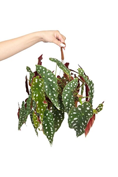 gardenkoala Çilli Begonya – Begonia rex Askılı – 15 cm Saksı