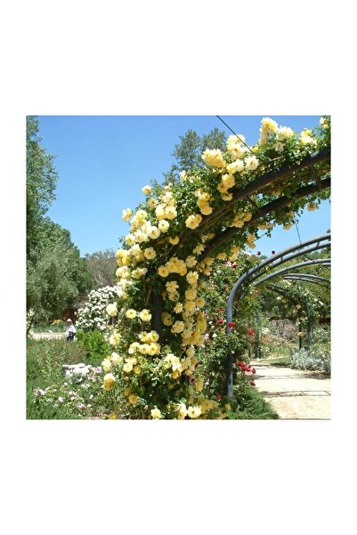 Mimoza Saksılı Yediveren Sarı Katmerli Sarmaşık Gül Fidanı 10-20 cm