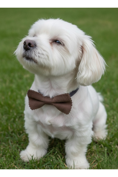 balkonda طوق للكلاب من جلد الغزال الأصلي مع مشبك قابل للتعديل للسلالات الصغير...