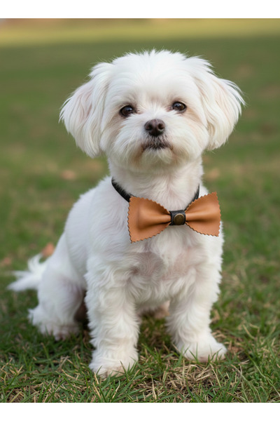 balkonda طوق للكلاب من الجلد الطبيعي مع مشبك قابل للتعديل للسلالات الصغيرة وا...