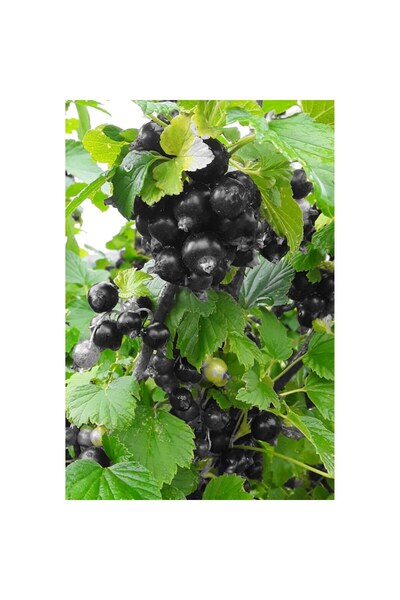 OEM Blackcurrant Syrup Sugar-Free Camara Apusenilor 500 ml (cold-pressed)