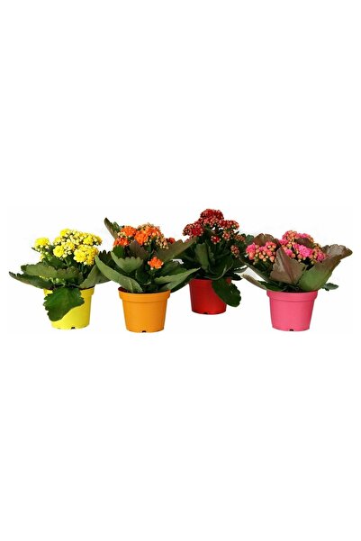 Mimoza Kalanşo Çiçeği Kalanchoe Fidanı 10-20 cm 1 Adet