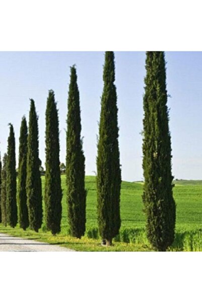 prestijiseed 20 Adet Kara Servi Ağacı Tohumu Kara Selvi ağacı Tohumu