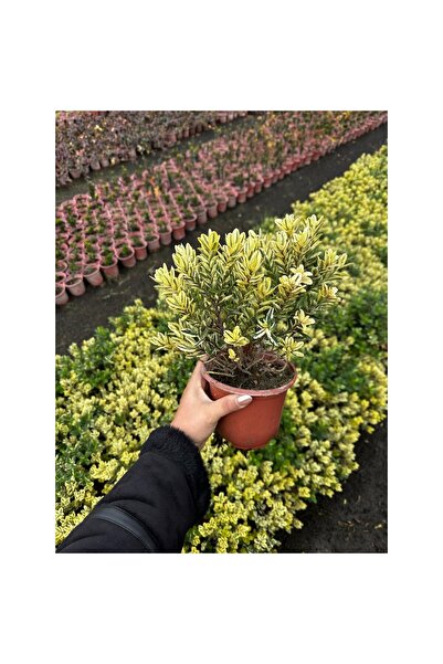 Mimoza Yaprak Dökmeyen Sarı Yeşil Taflan 10-20 cm