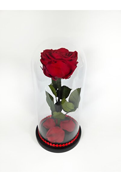 OEM Trandafir criogenat Premium rosu in cupola de sticla, 25 cm