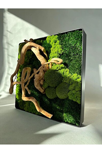 Narium Stabilized Lichen Picture 50×50 cm