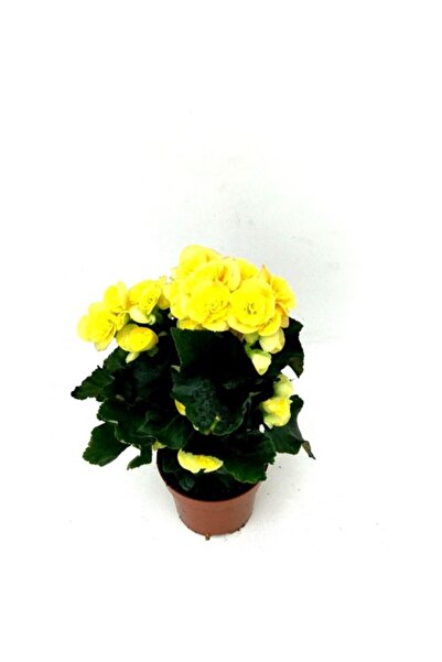 Mimoza Begonya Çiçeği Fidanı Sarı 10-20 cm