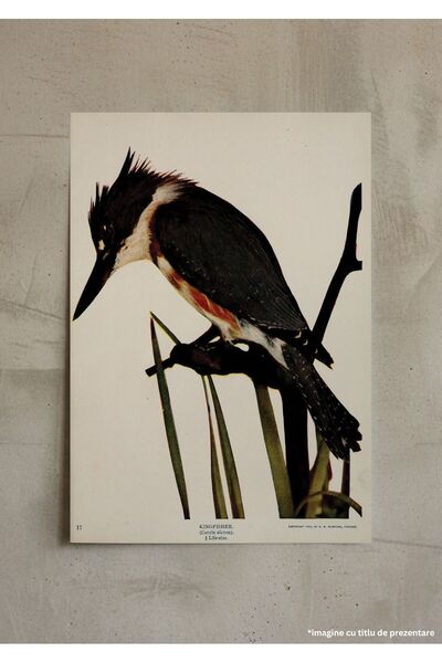 VreauPoster Poster A4 Birds and nature in colors 3 Carton 250gr