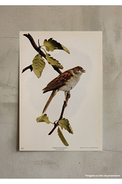 VreauPoster Poster A4 Birds and nature in colors 4 Carton 250gr