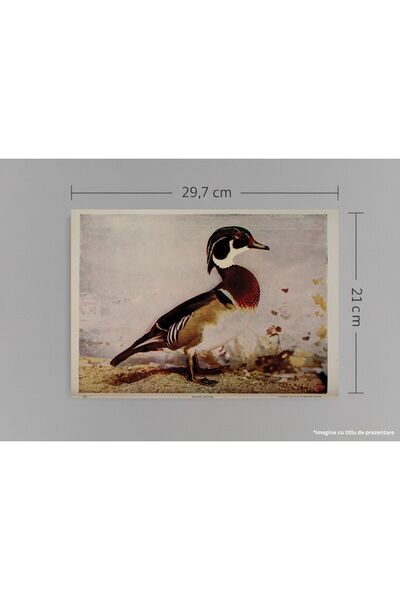 VreauPoster Poster A4 Birds and nature in colors 2 Carton 250gr
