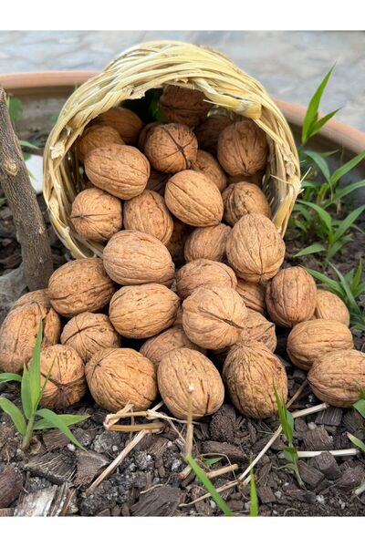 Şirince pazarlama İnce Kabuklu ceviz (1KG)