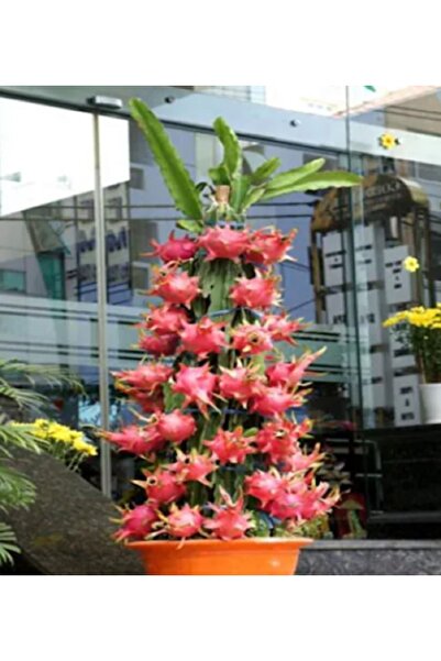 prestijiseed Ekim Seti Beyaz Bodur Ejder Meyvesi Tohumu Pitaya Tohumu 10 Adet Tohum+Saksı+Toprak