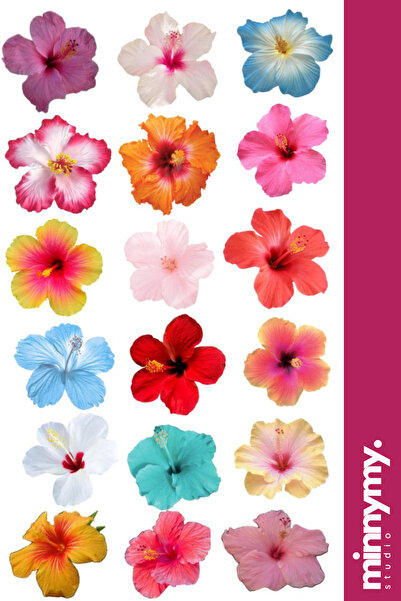 Minnymy Flower Collection Sticker, Çıkartma, Ajanda, Günlük, Planlayıcı, Bull...