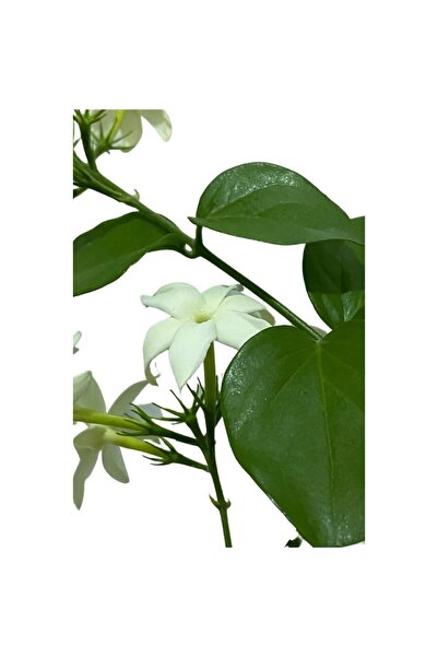 Mimoza Ful Yasemin Çiçeği Fidanı 10-20 cm