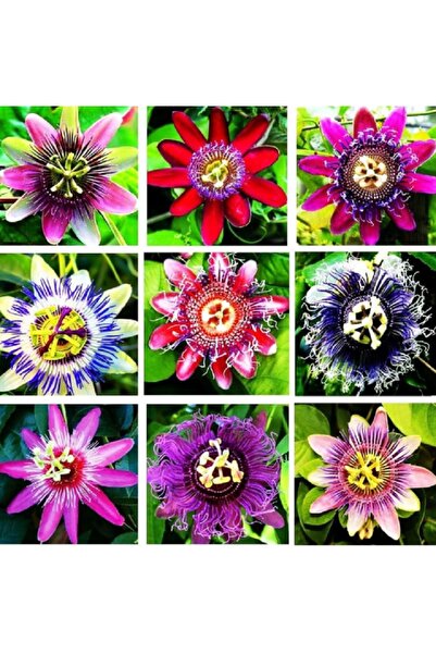 prestijiseed 10 Adet Karışık Passiflora Çiçeği Tohumu Çarkıfelek Tohumu