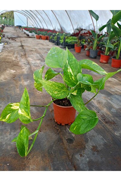 MAZSÜSBİTKİLERİ Salon Sarmaşığı Pothos Çiçeği Patos Çiçeği - 25 30 cm Saksıda Canlı Çiçek
