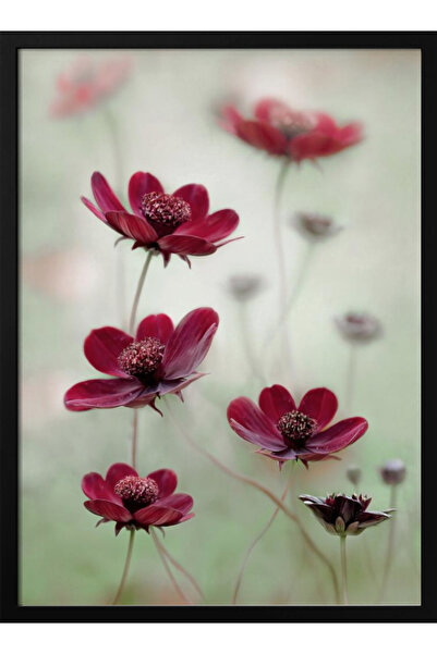 Tablouri Decor Πίνακας σε κορνίζα «Cosmos sway» της Mandy Disher