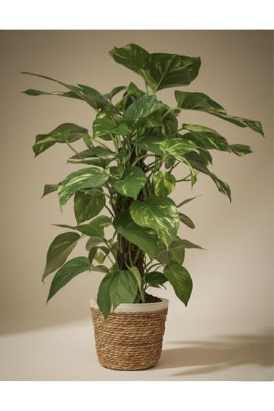 E&F BLOOMERY FLOWERS Salon Bitkisi Patos Bitkisi Pothos Salon Sarmaşığı Yosun Sopalı