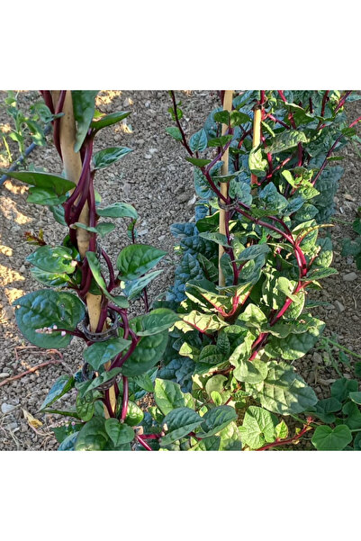 Tohum Dünyası 20+ Adet Kırmızı Malabar Ispanak Tohumu- Geleneksel