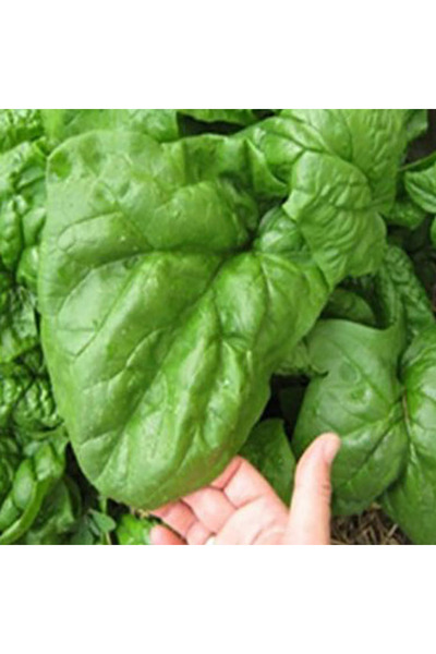 Tohum Dünyası 100+ Adet Geleneksel Dev Yapraklı Ispanak Tohumu