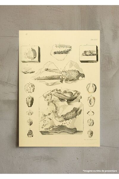 VreauPoster Poster A4 The fossils of the South Downs 3 Carton 250gr