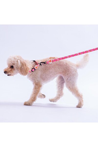 Pawstar Daisy Daisy Patterned Dog Collar Adjustable Dog Collar