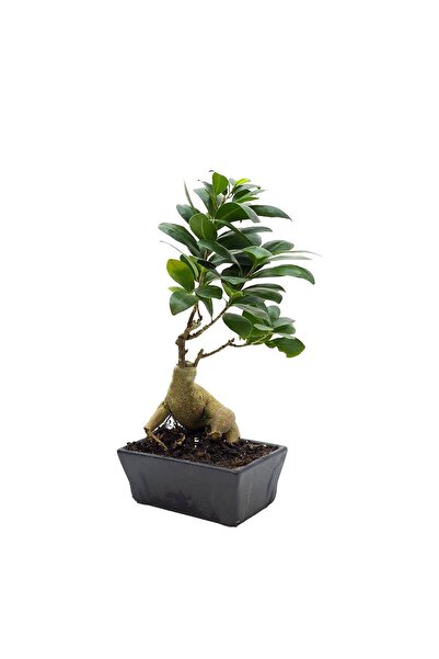 gardenkoala Ginseng Bonsai 50 - 90 gr – Ficus microcarpa 'Ginseng' – Seramik ...