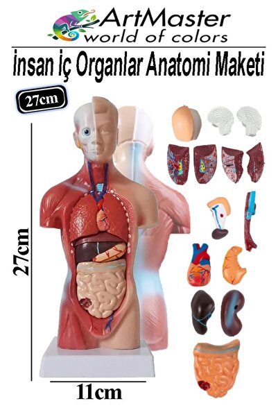 Artmaster İnsan İç Organları Maketi 27 cm 1 Adet Sök Tak İnsan Anatomi Modeli...