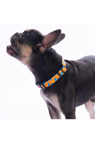 Pawstar Citrus Narenciye Desenli Köpek Boyun Tasması Ayarlanabilir Köpek Tasması