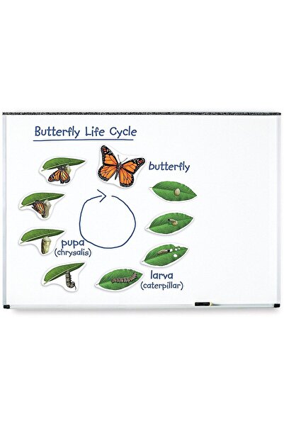 Learning Resources Ciclul vietii fluturelui - set magnetic