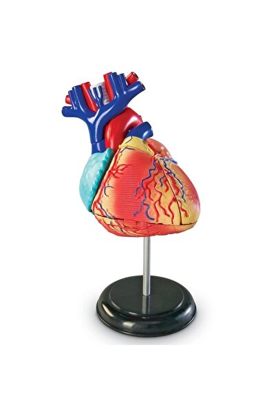 Learning Resources Sablon corp uman - Inima