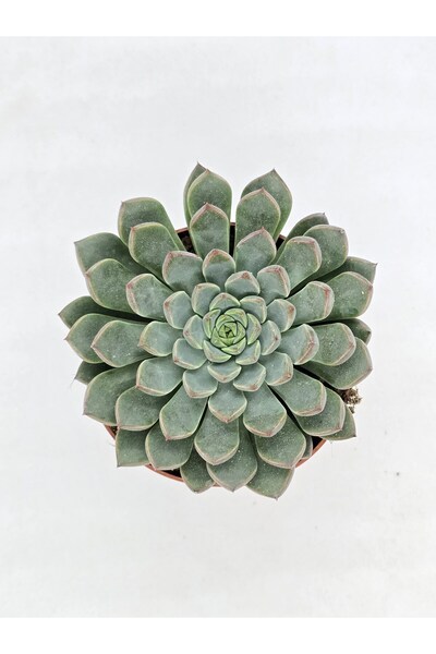 DOĞA BAHÇESİ Echeveria Sirrah İthal Koleksiyonluk Tür Sukulent 8.5cm Saksılı