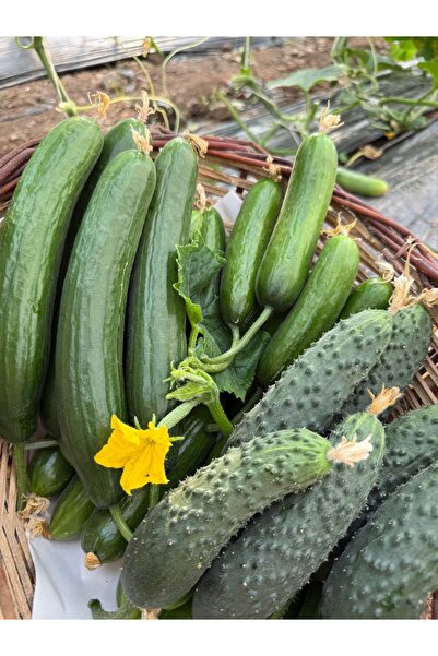 Granbusa Taze Salatalık Paketi Karışık 2kg (Badem, dikenli, normal)