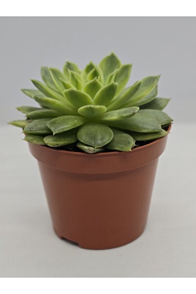 DOĞA BAHÇESİ Echeveria Miranda Flat Variegata İthal Tür Sukulent 8.5cm Saksıl...