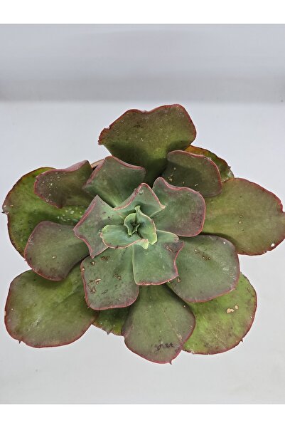 DOĞA BAHÇESİ Echeveria Big Red/Suyon Frill DEV BOY Koleksiyonluk Tür Sukulent...