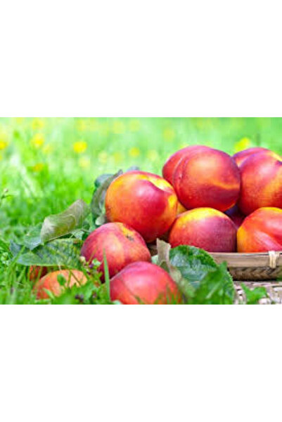 Hamile Marketim taze nektarin - şeftali (3 adet)