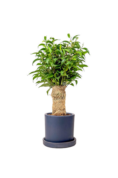 Fidanburada Benjamin Mini (Ficus Benjamina Danielle) Ruby Antrasit Saksılı