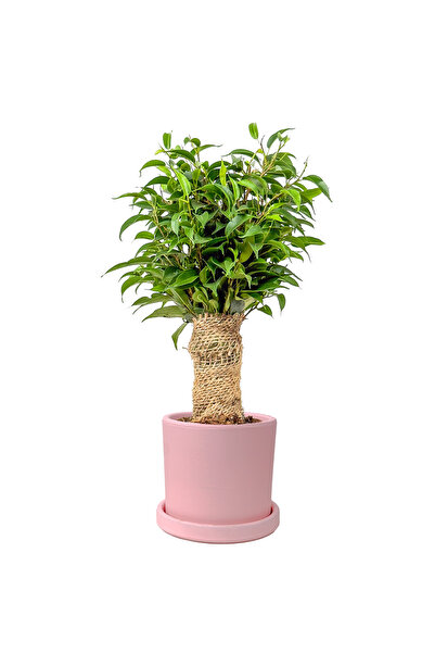 Fidanburada Benjamin Mini (Ficus Benjamina Danielle) Ruby Pembe Saksılı