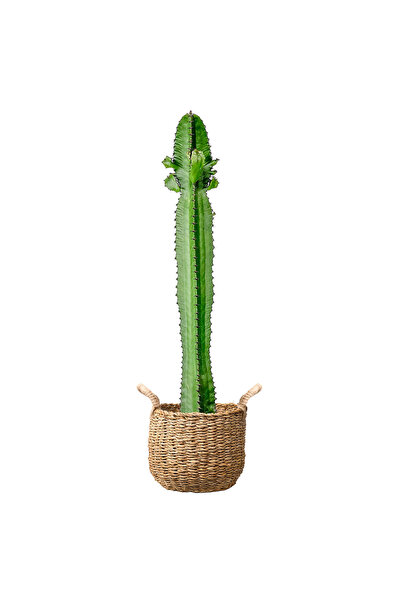 Fidanburada Kaktüs (Euphorbia Acrurensis) Basic Hasır Saksılı