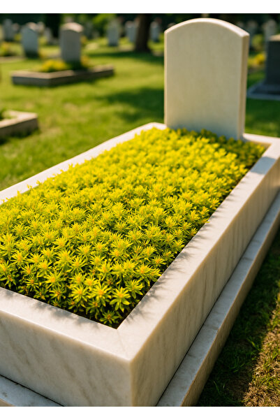 Tunç Botanik MEZAR - KABİR SARI SEDUM BİTKİ SETİ - 45 ADET SARI SEDUM - KALIC...