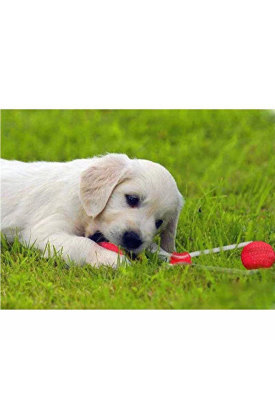 Gonga Interactive suction cup toy for puppies, Gonga® Red